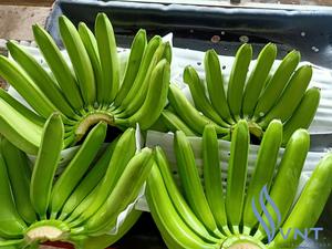 Plátano Cavendish Verde Fresco de Alta Calidad Hecho en Vietnam - Product Image 3