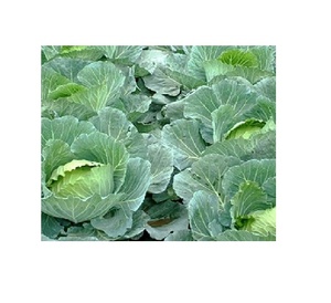 Repollo seco con marcas de repollo a precio razonable - Product Image 1