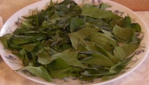 NIMTREE'S hojas de GIA NGUYEN empresa - Product Image 4