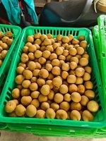 Verse Longanvruchten, rijk aan vitaminen, tropische kwaliteit, Vietnam oorsprong, 10kg, 60 dagen houdbaarheid