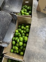 Verse zaadloze limoen groene citroen citrusvrucht Ben Tre Vietnam 8kg AA kwaliteit natuurlijke zure smaak 10-20cm WHATSAPP LINDA 0084 989 322