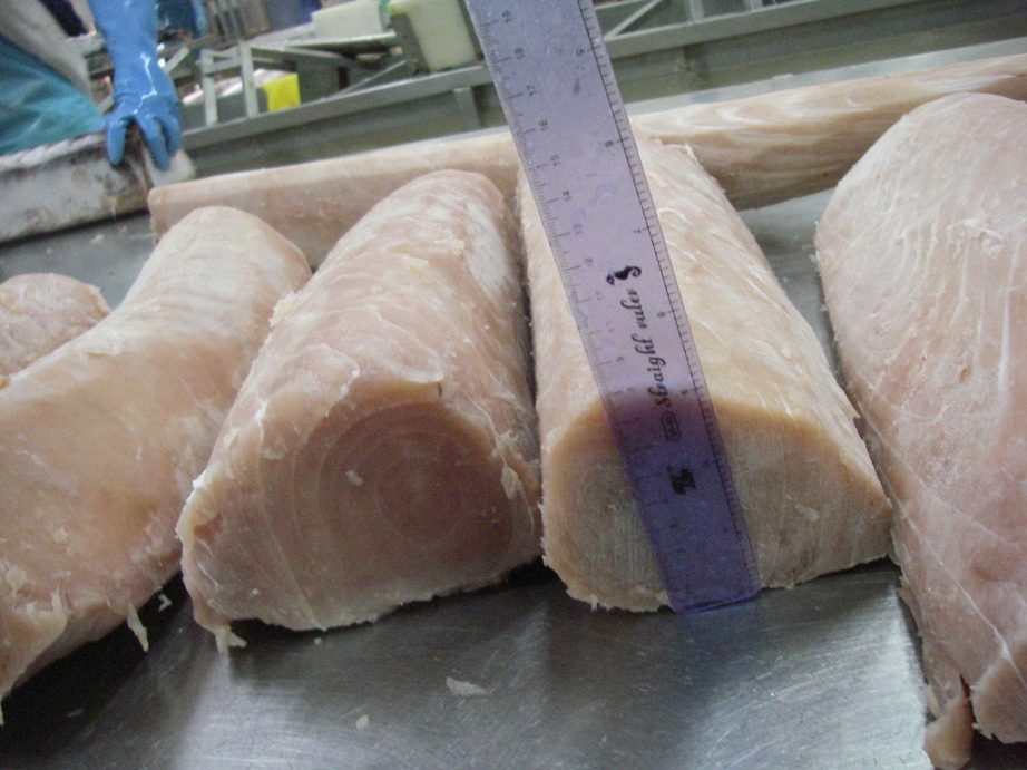 Frozen Horse Mackerel / Fish From Vietnam Cheap Price