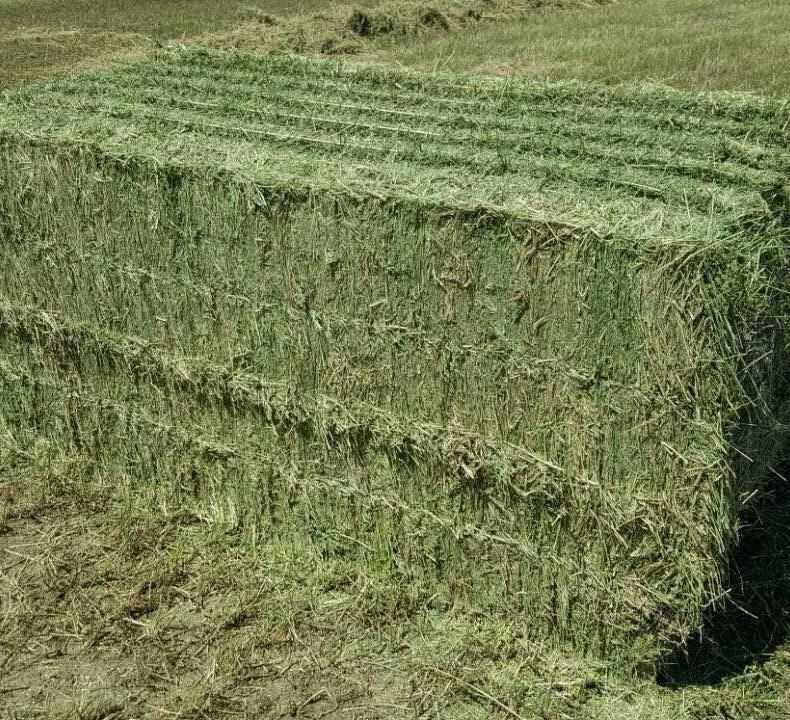 Cỏ Linh Lăng, Cỏ Khô Dài, Cỏ Khô Lúa Mì Và Ủ Chua Ngô