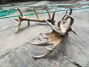 Plantes de cerfs rouges de qualité supérieure, 4 pièces, puce pour cerf rouge, qualité supérieure - Product Image 4