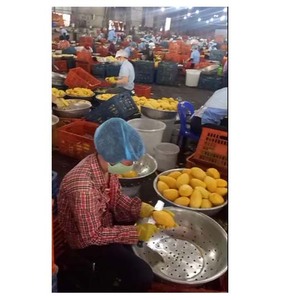 El mejor sabor de mango Seco de Vietnam, al por mayor para cultivo, nuevo - Product Image 3