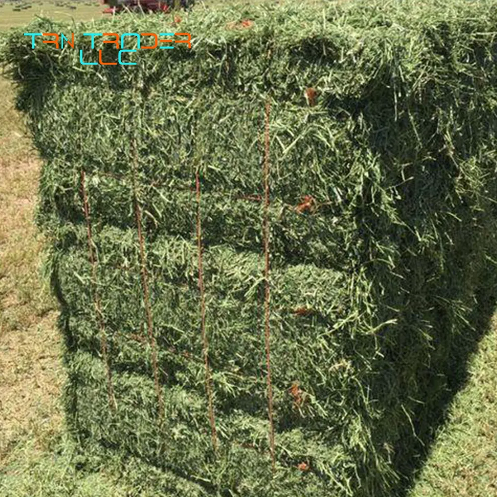Günstige Großhandel High Protein Alfalfa Hay und Lucerne Hay für Tierfutter mit bester Qualität