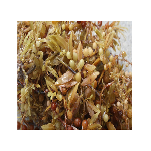 Algues marines séchées Sargassum Poudre d'algues marines Sargassum pour l'alimentation animale et les engrais - Product Image 5