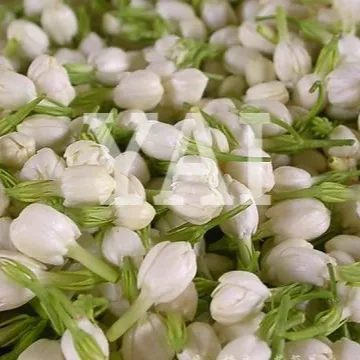 100% Exportateurs de fleurs de jasmin fraîches parfumées naturelles vers l'Allemagne/la Grèce/la Mongolie en Inde