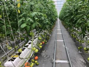 Sacs de culture Cocopeat pour la culture hydroponique | Dalles de coco durables pour une culture à haut rendement - Product Image 2