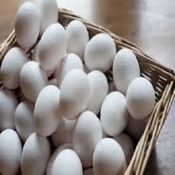 신선한 화이트 쉘 계란