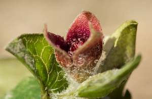 Approvisionnement en gros d'huile essentielle pure de Spikenard et d'arbre à thé du Népal à prix de gros - Product Image 5