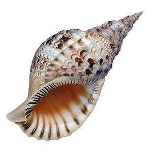 Concha mejor selección-conchas de mar a granel de conchas de mar-Concha artesanía ([Ws0084587176063] - Product Image 6