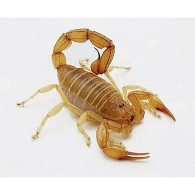 Яд скорпиона для продажи