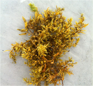 Poudre d'algues sargasses séchées à prix compétitif en provenance du Vietnam - Mme HELEN +84 374 288 086 - Product Image 2