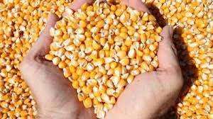 Maíz congelado - Product Image 3