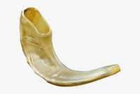 SHOFAR / KUDU / CORNE DE BŒCQUE KOSHER EN MATIÈRE ORGANIQUE POLIE EN GROS - FORME NATURELLE, STYLE ANIMAL, OBJET D'ART DE COLLECTION, ROYAL ARTISANS