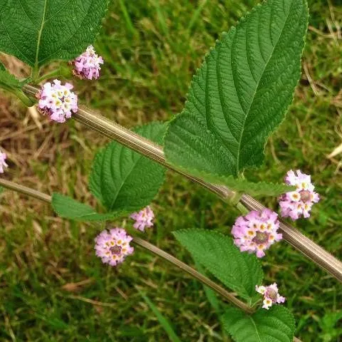 Lippia Alba 향수 100% 항균 초본 정유 자연적인 기름 순수한 유포자 개인 배려 최고 급료 OEM/ODM