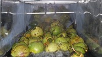 Hindistan cevizi su 500 ml 16.9 floz içecek 24 şişe karton pet şişe organik OEM özel etiket Vietnam fabrika ihracat hazır