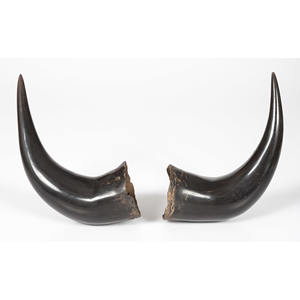 Paire de buffle corne et pointe/corne naturelle de boeuf en gros taille moyenne et utilisation décorative murale - Product Image 5