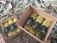 Hoge Kwaliteit Verse Ananas/Ingeblikte Ananas Export Naar Eu, Usa-Groothandel Voor Gedroogde Ananas-Whatsap 0084 989 322 607