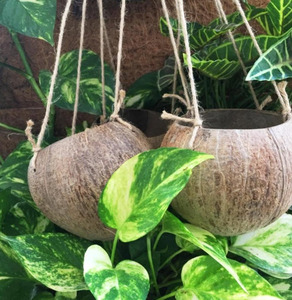 ข้างนอกบ้านนกแขวนทำด้วยมือเป็นมิตรกับสิ่งแวดล้อมกะลามะพร้าวแขวนบ้านนกกรง Vientam ผู้จัดจำหน่าย - Product Image 2