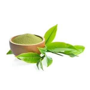 プレミアム品質の緑茶乾燥エキスのインドの輸出業者