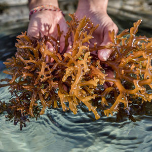 Haute qualité algues EUCHEUMA COTTONII-HELEN + 84374288086 - Product Image 1