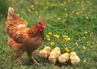 Additifs alimentaires pour l'alimentation animale, biotechnologie agricole de Taiwan, pour vache