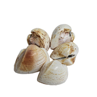 Matériel de coquillages de cauris tigrés, coquillages de cauris en gros