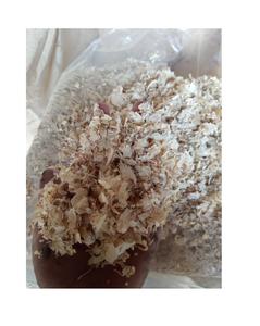 ขี้กบไม้/ขี้เลื่อยราคาดีสำหรับขาย - Product Image 2