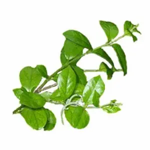 HERBE INDIENNE PURE Gymnema Sylvestre GURMAR Gymnema Sylvestre - Product Image 1