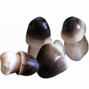 CHAMPIGNONS DE PAILLE SALÉS CHAMPIGNON DE HAUTE QUALITÉ - Product Image 3