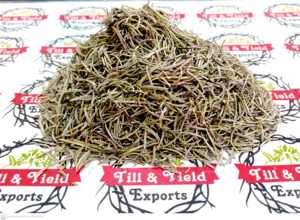 Rosemary - Rosmarinus Officinalis compas planta o planta polar Rosmarinus es rocío del océano - Product Image 6