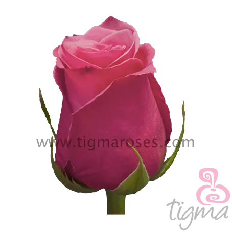Ecuador Rose CHERRY O natürliche frische Blumen lange Stiel geschnittene Rosen für Großhandel und Hochzeit von Tigma