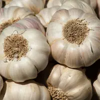 Elephant Garlic Seeds, Onion Garlicage Box, 10 kg