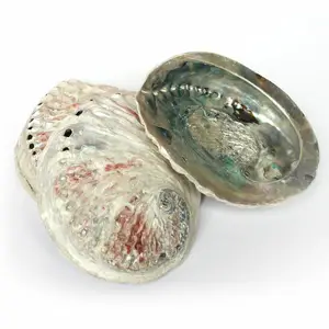 Grande tamanho natural conchas paua abalone branco e azul por atacado melhor preço