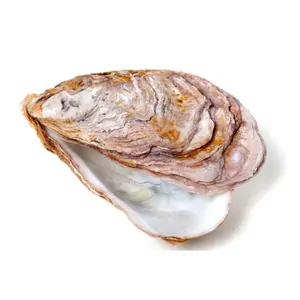 Unpolished half oyster shells empty ocean natural raw unclean oyster seashells bulk quantity from Vietnam supplier