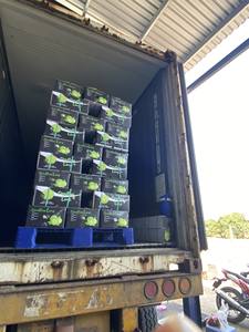 BEST QUALITY Lemon Seedless/ Mr. ShinCA (+84) 378398089 - Product Image 6