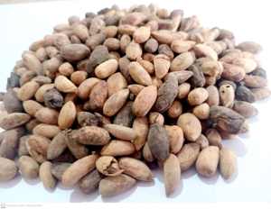 สมุนไพรต้นกำเนิดที่ดีที่สุดของอินเดีย Neemboli -Nimboli (Azadirachta Indica) สำหรับการหว่านและสุขภาพ - Product Image 4