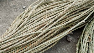 BEST SELLER <b>DRIED</b> RAW SEAGRASS in VIETNAM 99 Gold Data - Product Image 4