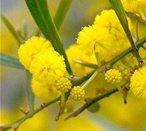 Aceite esencial puro de Acacia farnesiana Absolute Fresh Sweet Olor Ingredientes naturales GMP MSDS & COA Certificado - Product Image 2
