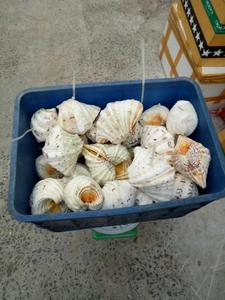 Conchas Marinas Naturales al por Mayor de Vietnam - Product Image 3