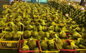 DURIAN CONGELÉ EN GROS DU VIETNAM - HAUTE QUALITÉ ET BON PRIX - Product Image 6