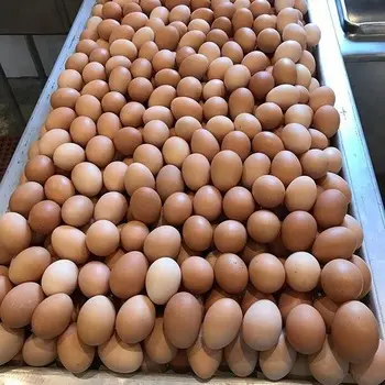 Factory supply Fertilized Hatching Eggs Cobb 500 and Ross 308 Chicken