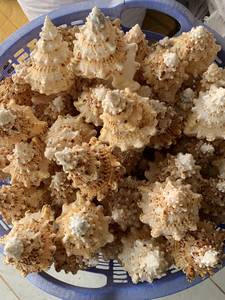 Trompeta - Concha - Conchas Marinas Naturales - Concha para Manualidades Hecha en Vietnam ( [Ws0084587176063] - Product Image 6