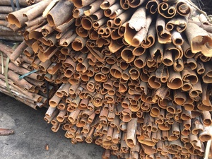 High Quality Vietnam Spices For Export - Split Cassia Cinnamon Cassia - Product Image 5