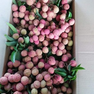 ลิ้นจี่ไร้เมล็ดออร์แกนิคสดออร์แกนิกหวานแดงอร่อยจากเวียดนาม - Product Image 4