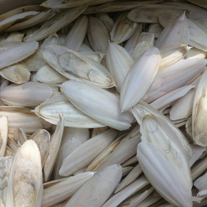 Hueso de sepia seca de alta calidad de Vietnam con vitaminas HACCP e ISO Certificado Grado a buen precio-Helen + 84374288086 - Product Image 2