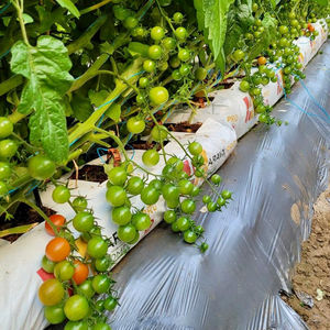 Bolsas especiales de cultivo de tomate para granja mexicana, alta calidad - Product Image 1