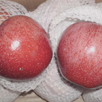 Fresh red green tasty fuji qinguan gala apple For Sale